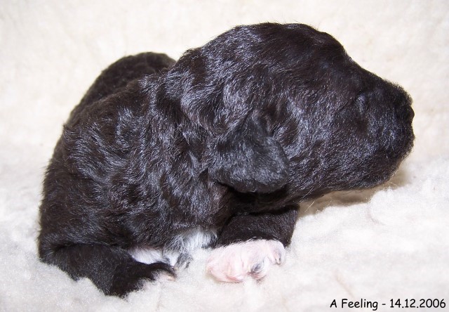 17-Ruede Male 2 - 14.12.2006-1.jpg